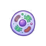 Cell